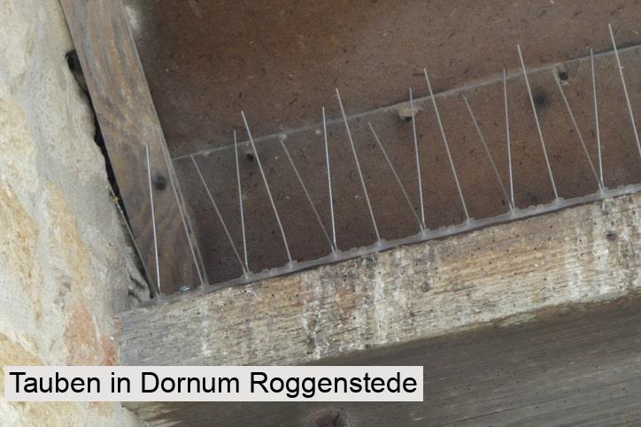 Tauben in Dornum Roggenstede